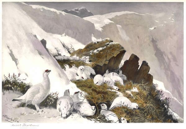 Archibald Thorburn Ptarmigan on Snow Slip